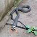 ¡Increíble! encuentran serpiente con patas
