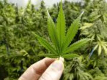 Ofrecen marihuana en iglesias