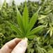 Ofrecen marihuana en iglesias