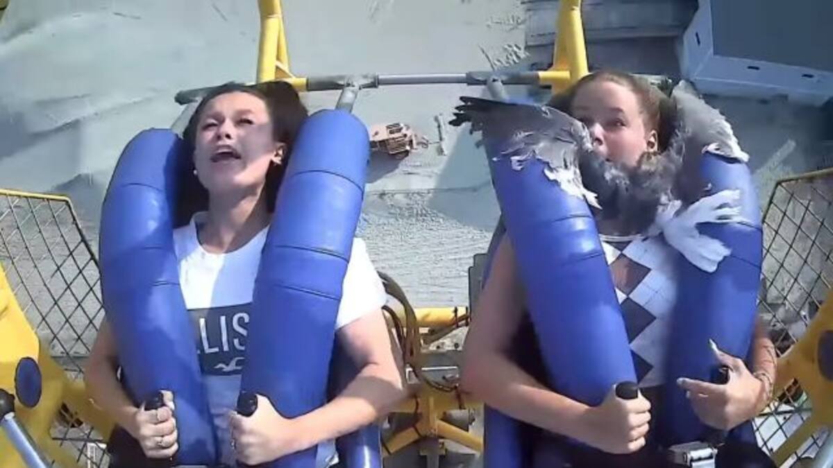 Gaviota se estrella en cara de adolescente en juego mecánico