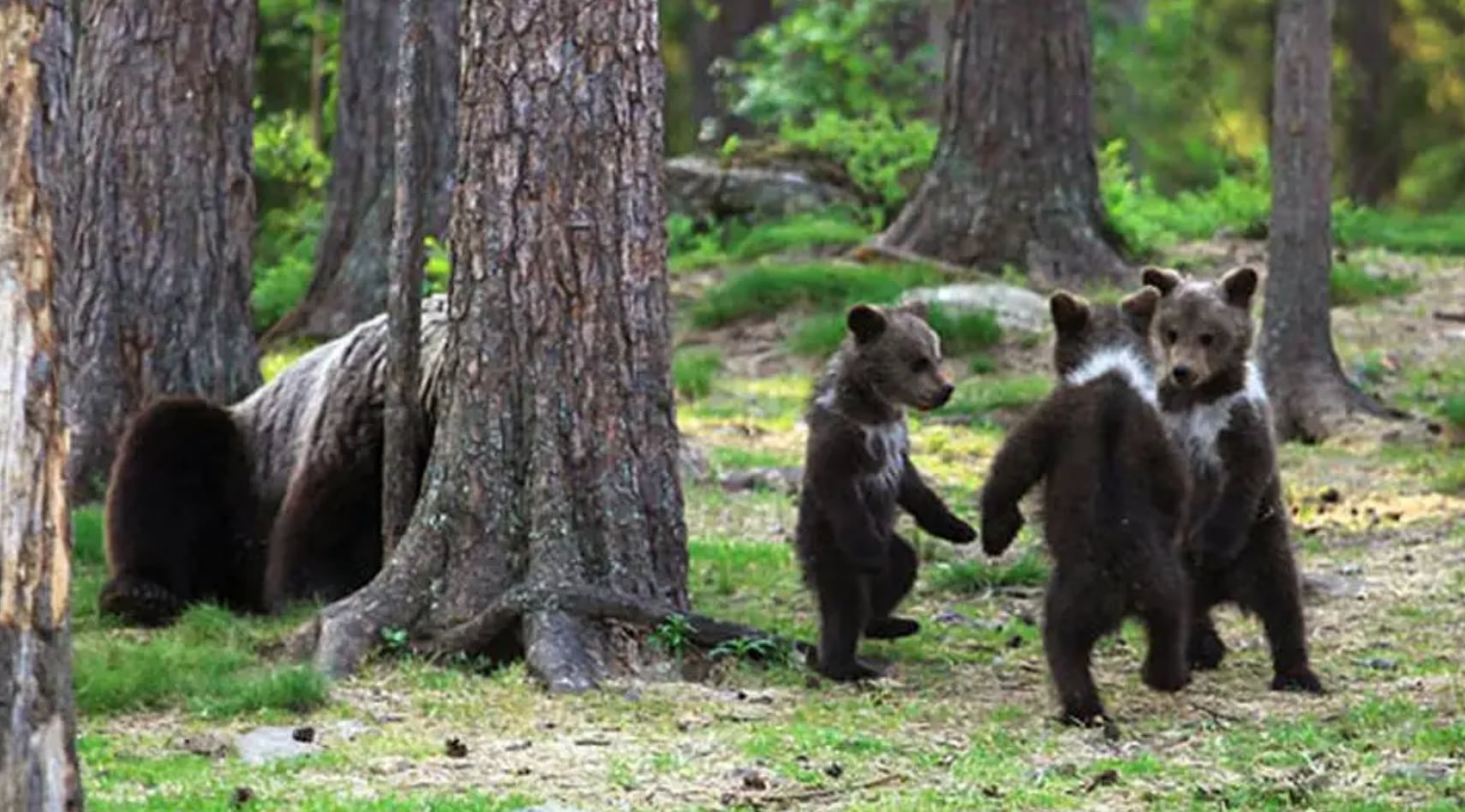 Osos danzando en el bosque
