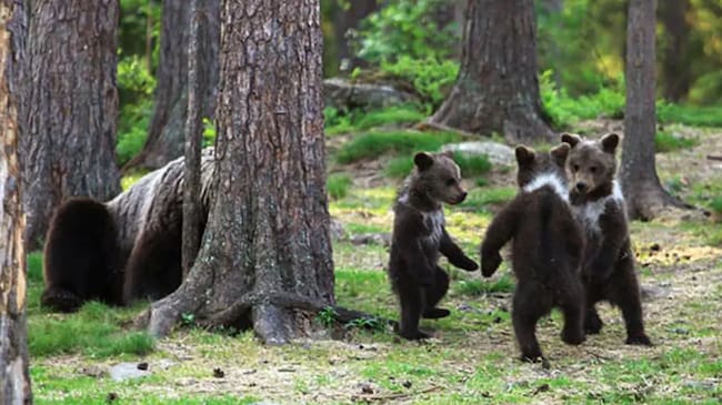 Osos danzando en el bosque
