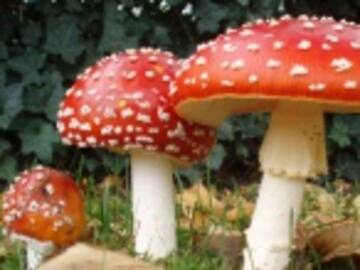 Líderes de diversas religiones consumen "hongos mágicos" para un estudio científico