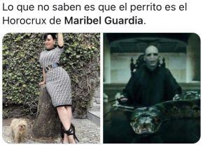 Memes perrito de Maribel Guardia