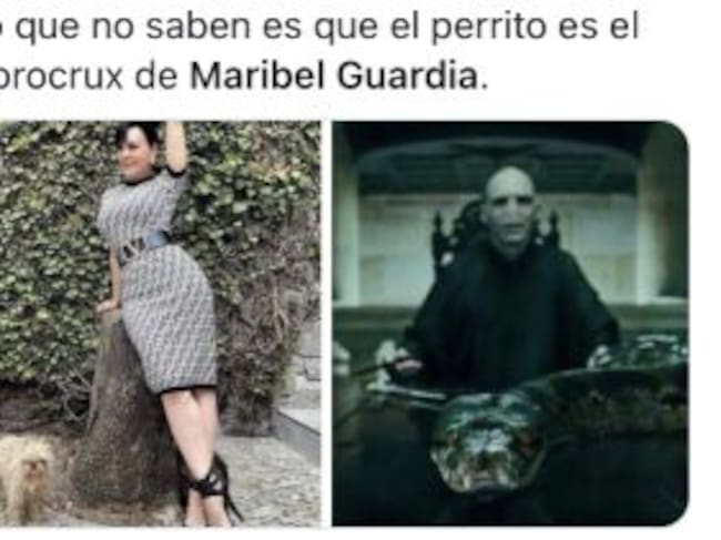 Memes perrito de Maribel Guardia