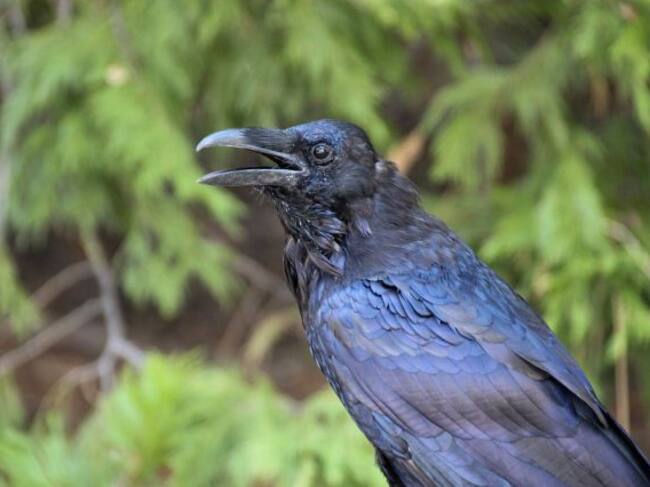 Los cuervos se caracterizan por tener suma inteligencia
