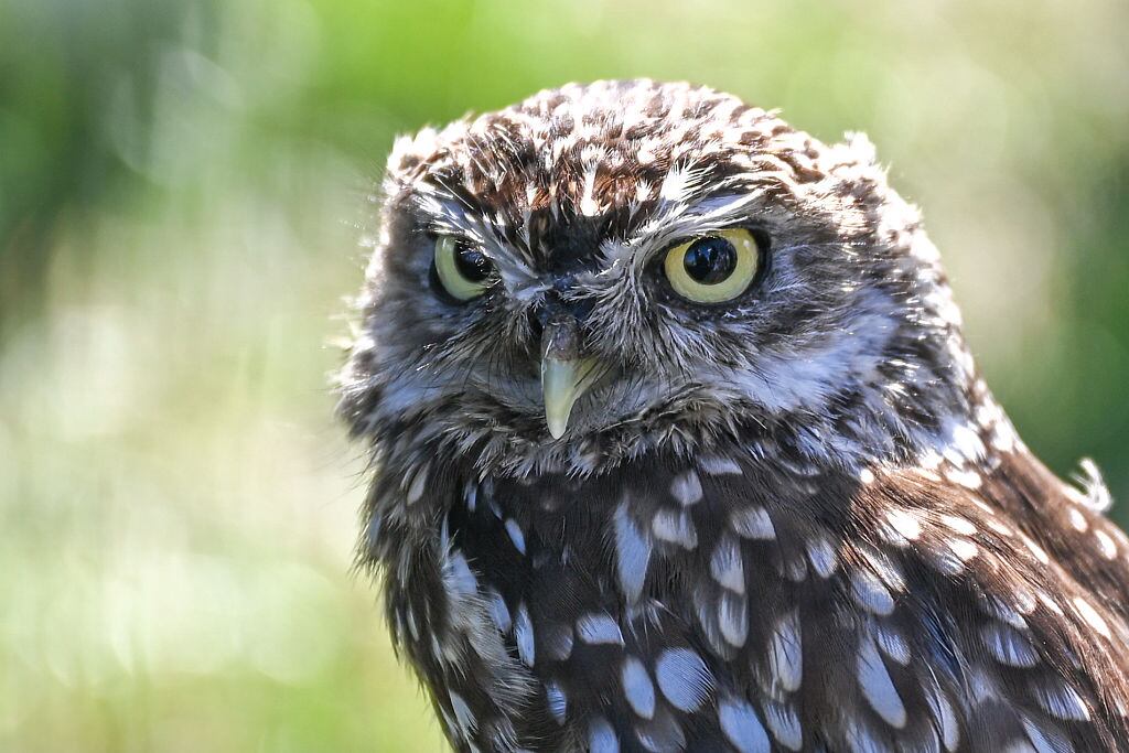Día del Búho-04 de agosto