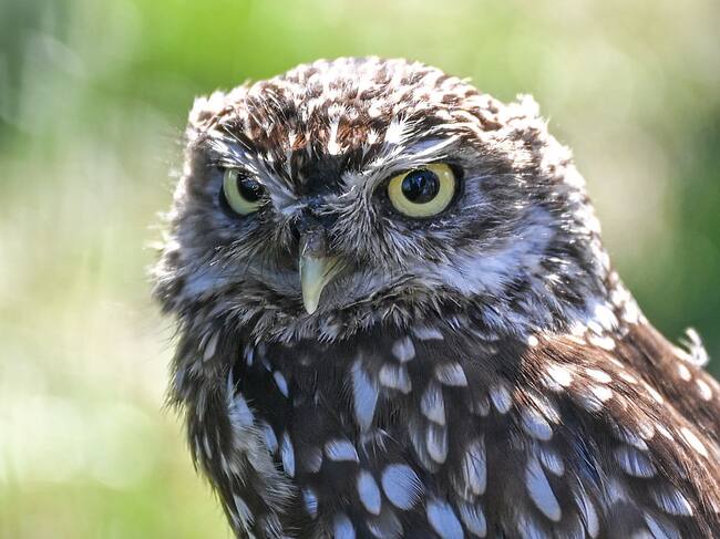 Día del Búho-04 de agosto