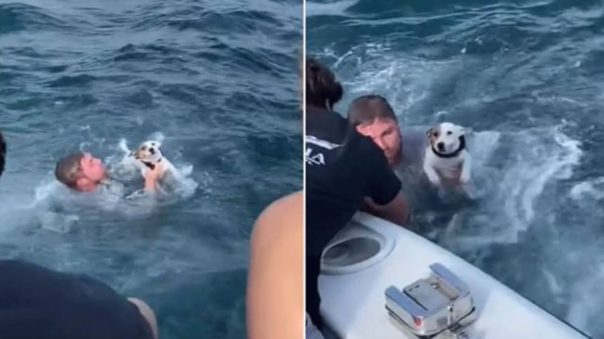 Jóvenes rescatan a perrito que nadaba solo en medio del océano