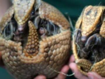 Por dispararle a un armadillo, terminó en el hospital