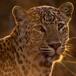 Leopardo camuflado entre las rocas se hace viral