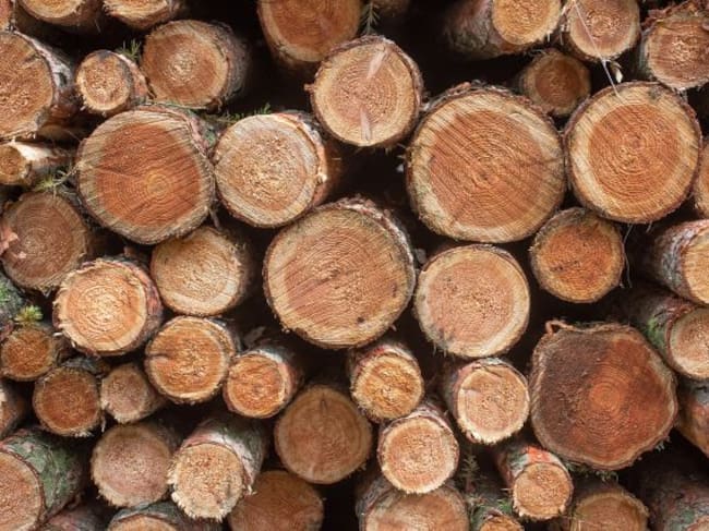 La deforestación es un gran problema a nivel mundial