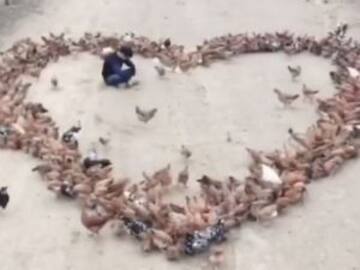 Le declara su amor con un corazón hecho de pollos