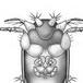NOMBRAN A MOSCA COMO SCHWARZENEGGER