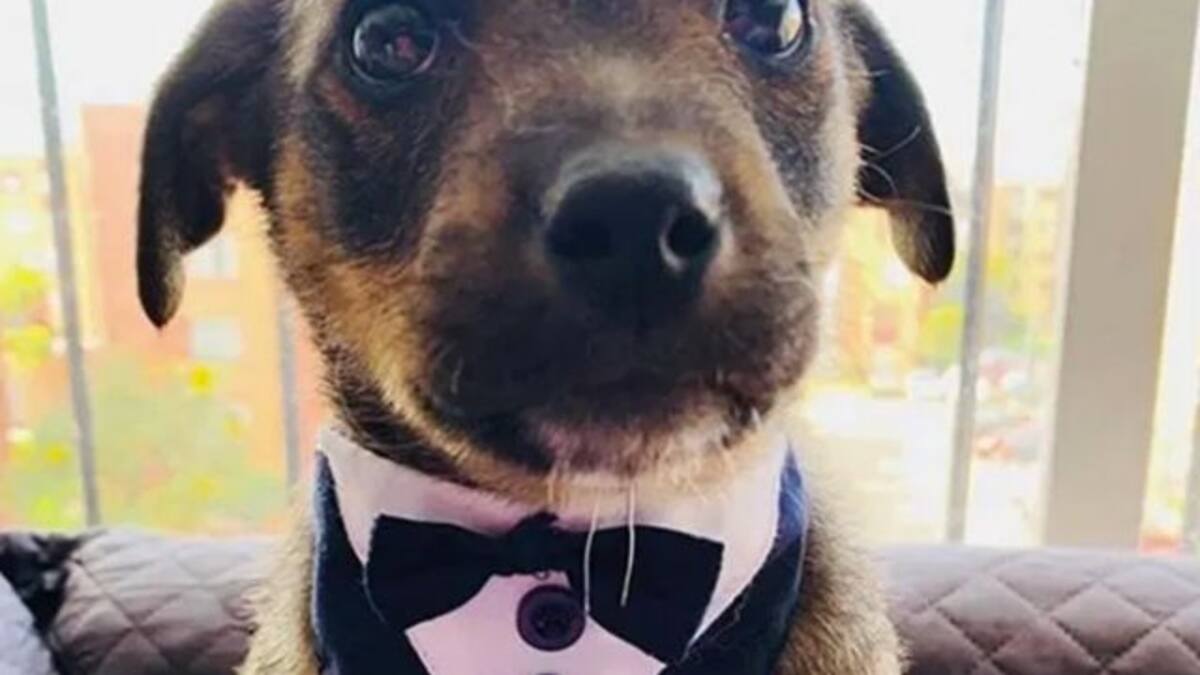 Dejan plantado a perrito el día de su adopción