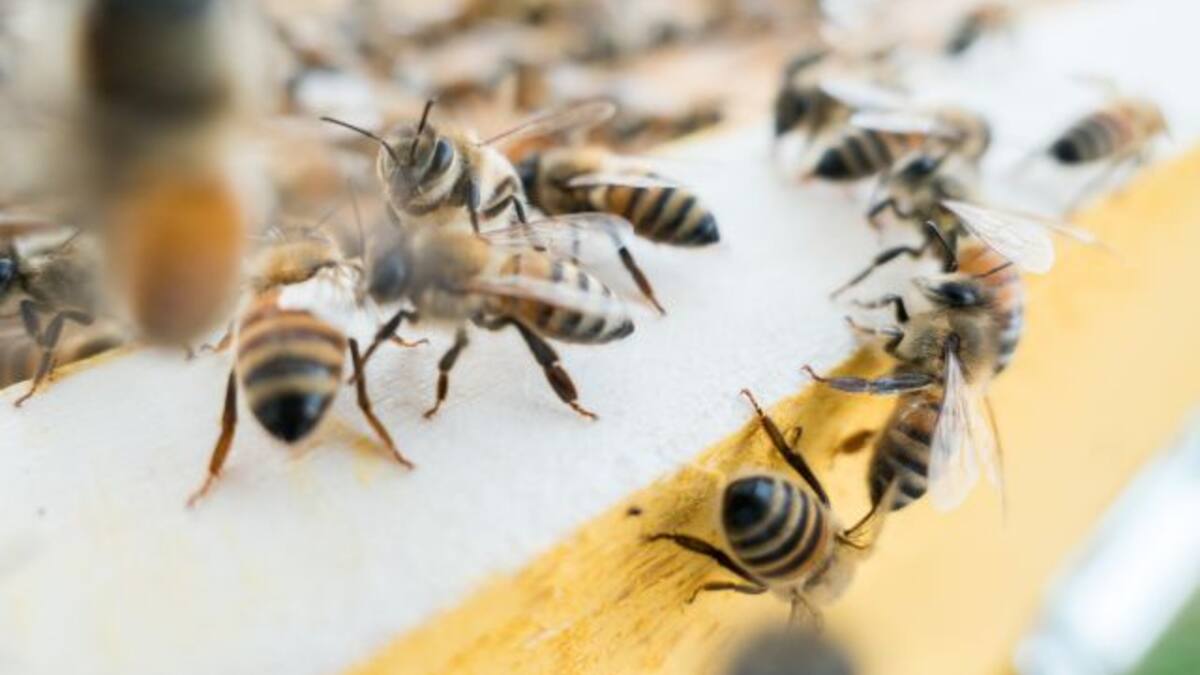 Va al médico por una infección en el ojo y le encontraron cuatro abejas