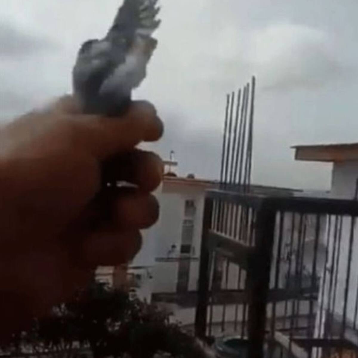 Liberó a sus aves tras entender el encierro en esta cuerentena