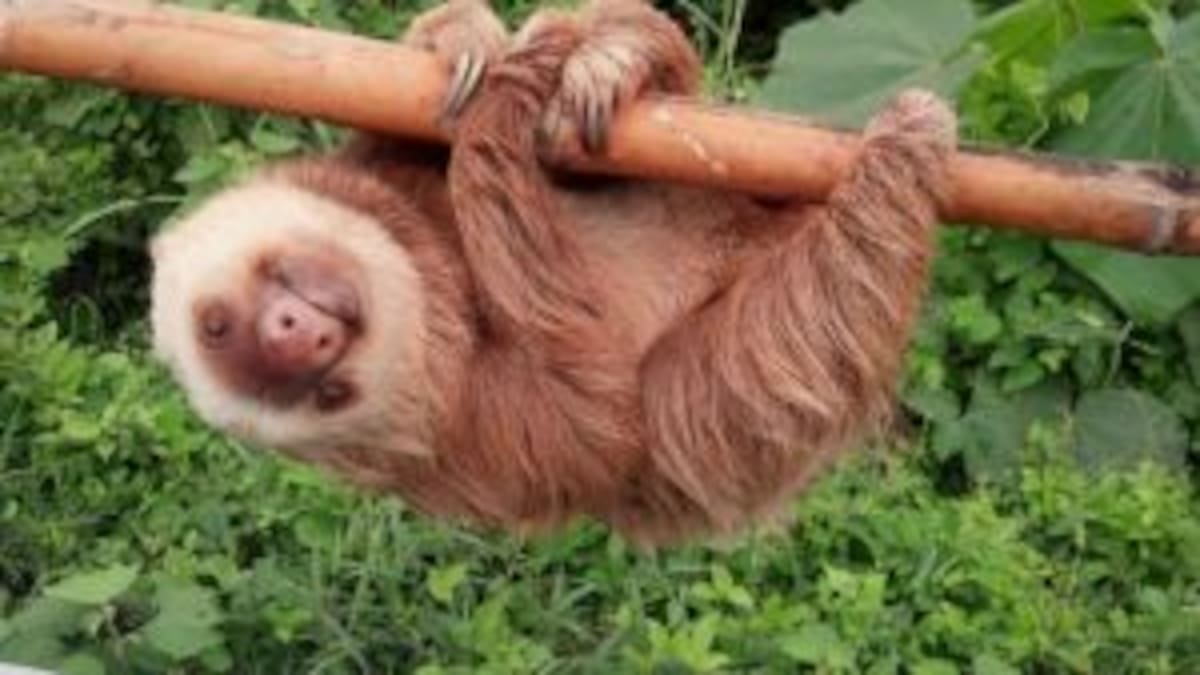 ¡El perezoso más famoso de las redes!