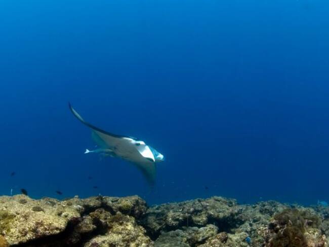 Los tiburones martillo no fueron las únicas especies marinas vivas en el cráter activo, también se encontraron mantarrayas y medusas.