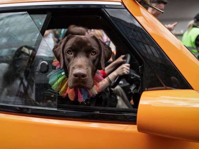 Estudios demuestran que la homosexualidad también existe en los animales