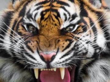 Tigre ataca a perrito y el final sorprende a todos