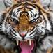 Tigre ataca a perrito y el final sorprende a todos