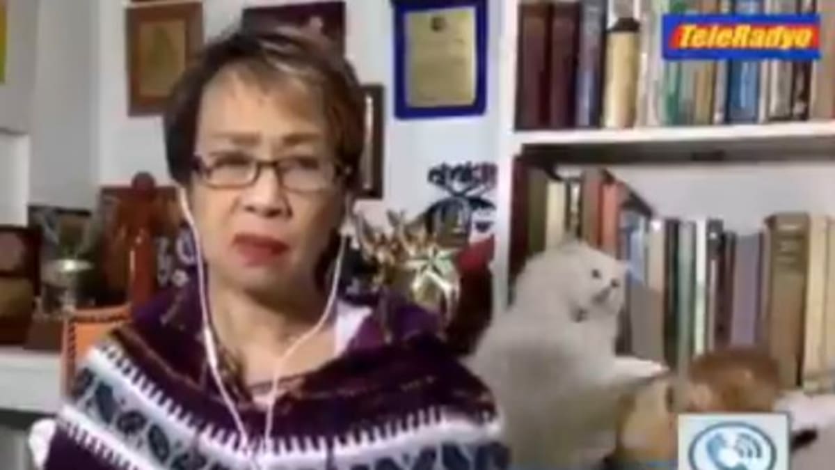 Estalla pelea de gatos durante transmisión de reportera en vivo