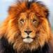 #Top Ten: Si Fuera Un Animal Sería…