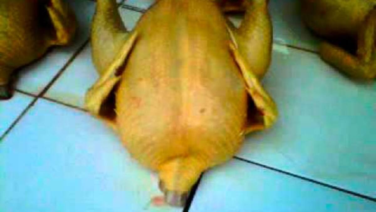 Este pollo muerto se mueve antes de ser vendido