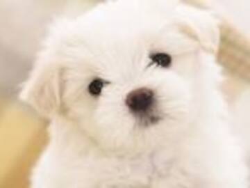 Preferimos a los animales que a las mismas personas