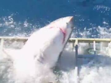 Buzo queda atrapado en jaula con un tiburón