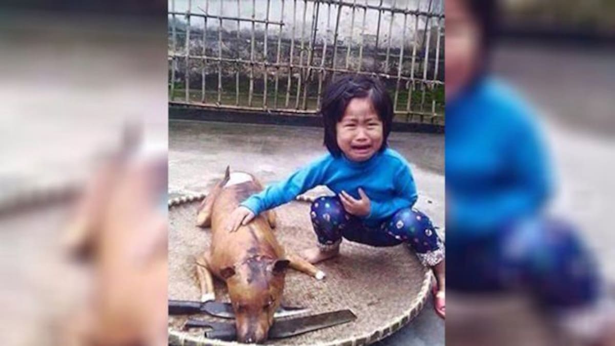 Tráfico de animales