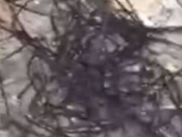 “Extraterrestre” causa furor en redes sociales