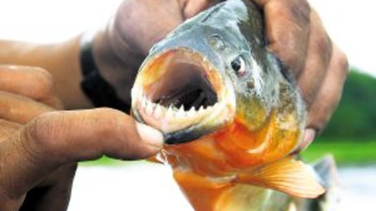Tiró carne al Río Paraná y ¡Mirá lo qué pasó!