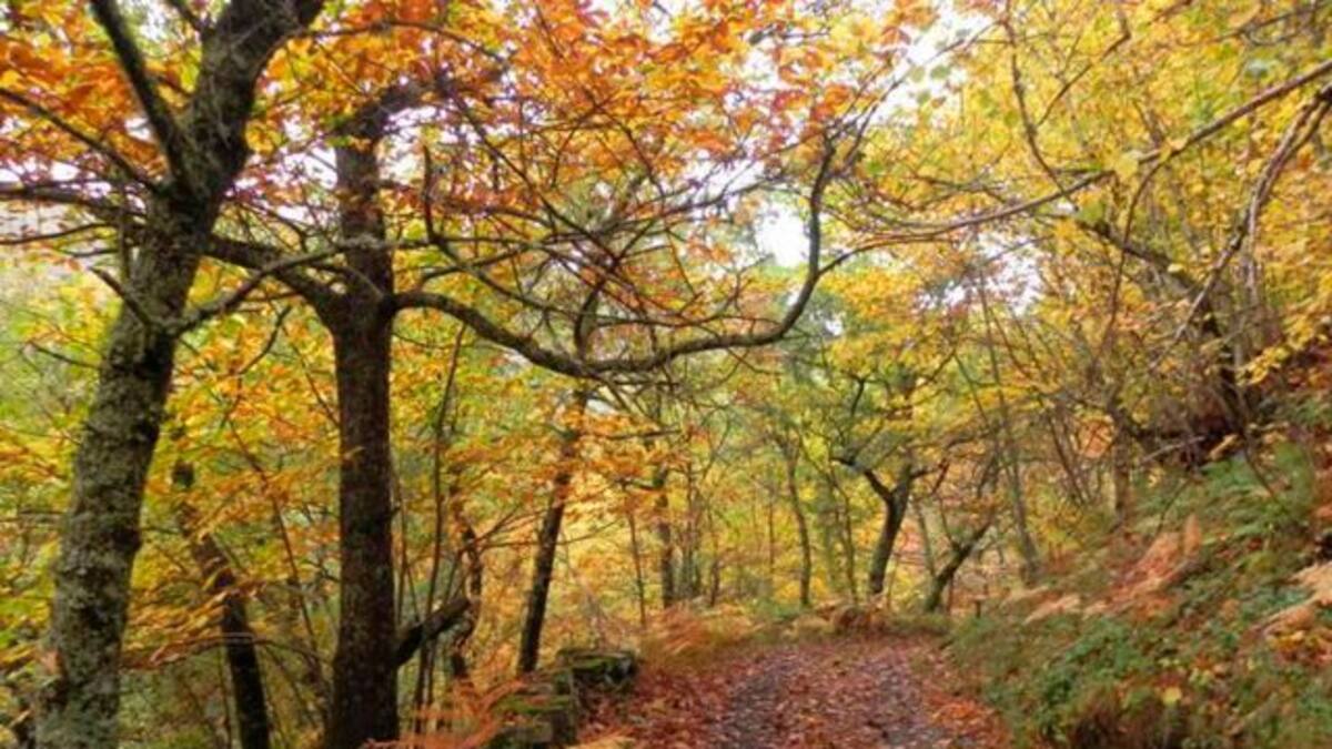 Se perdió en el bosque y no creerás quién lo resguardó