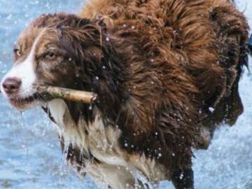 Detienen a dos perritos por meterse a jugar en una fuente