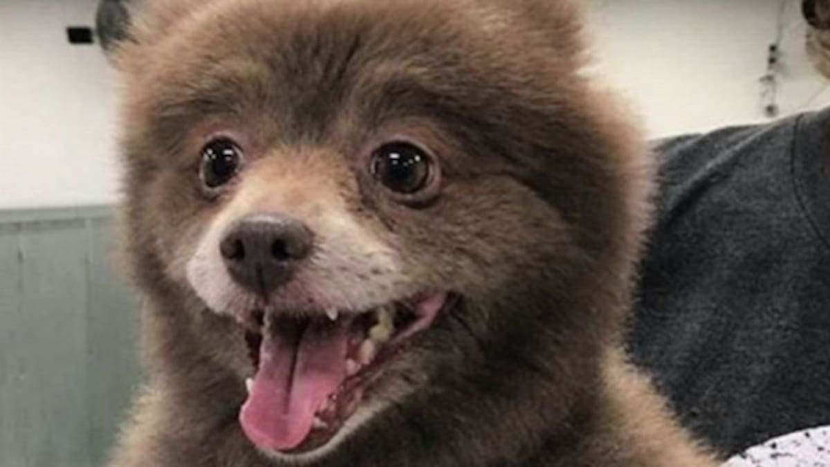 Hombre confundió un oso con un perro