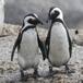 Estos pingüinos en la playa te harán volver a creer en el amor