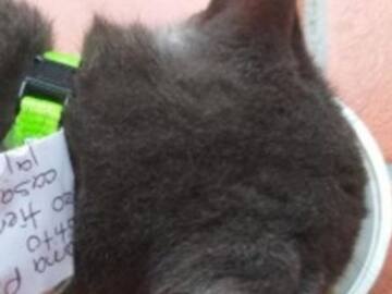 Descubren a gatito que tenía dos familias de humanos