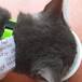 Descubren a gatito que tenía dos familias de humanos