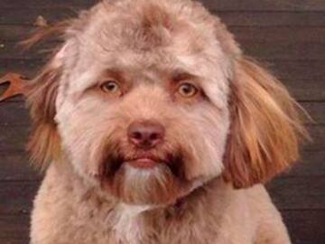 Perro con cara de humano que nos hizo decir ¡WTF!
