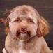 Perro con cara de humano que nos hizo decir ¡WTF!