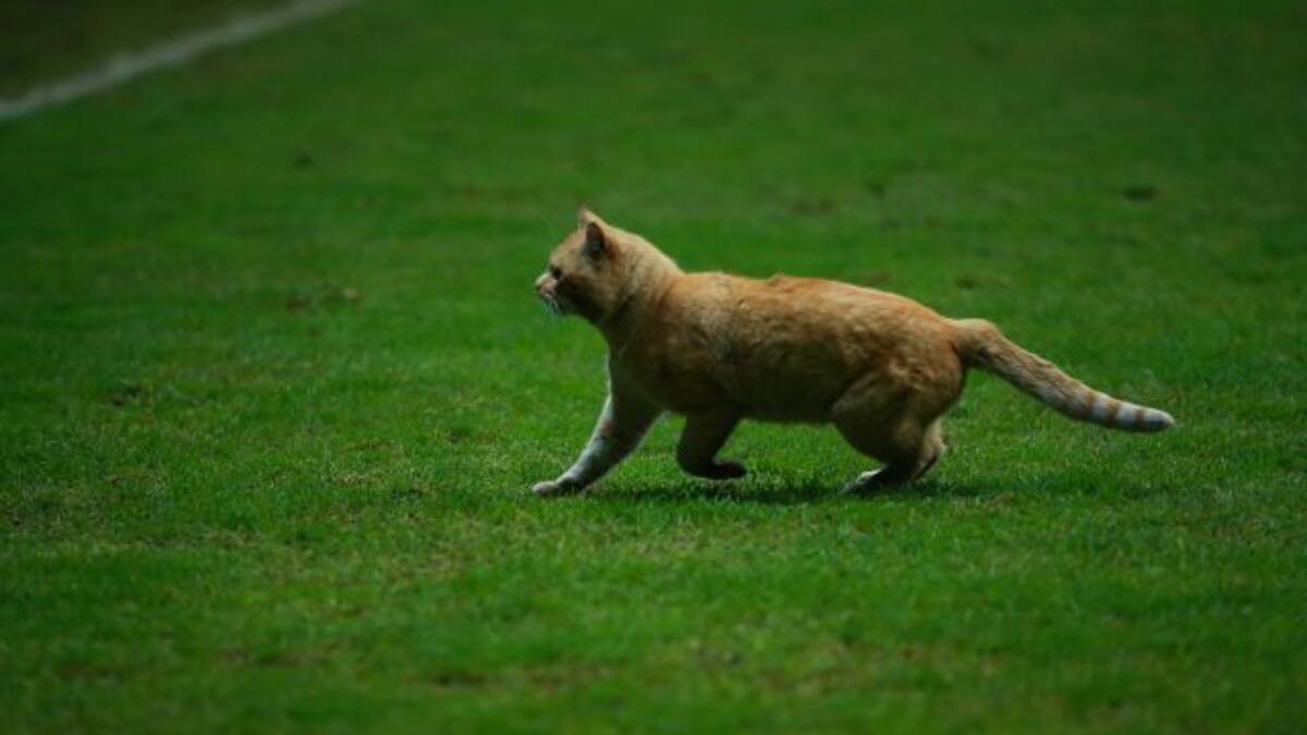 Gato interrumpe partido de México - Bermudas