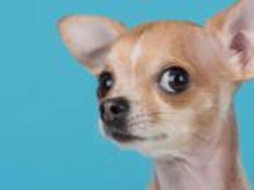 Perro chihuahua se come a su dueño