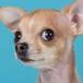 Perro chihuahua se come a su dueño