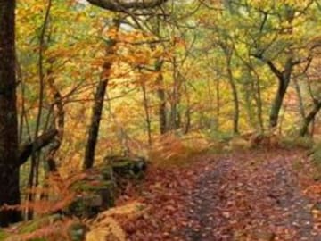Se perdió en el bosque y no creerás quién lo resguardó