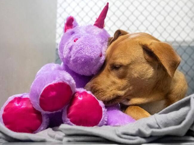 El perrito Sisu robó un unicornio de peluche cinco veces hasta que terminaron comprándoselo
