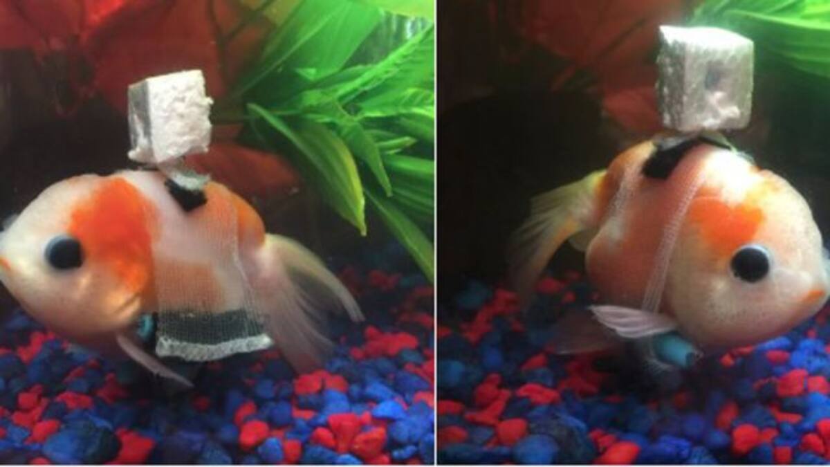 Inventan “silla de ruedas” para un pez con discapacidad