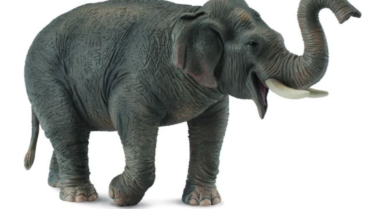 Casi se la come un elefante durante su boda