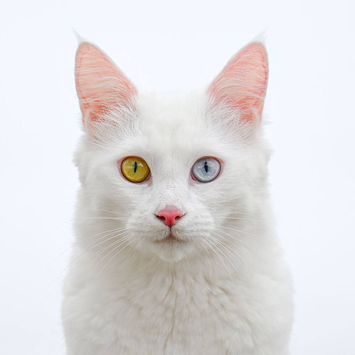 Día Internacional del Gato: origen, significado y por qué es considerado un animal de poder en lugares como Egipto y China